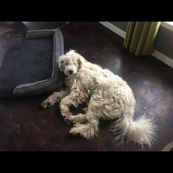 I’m a 59 year old mother of 3 and Nana to 8. My pictures are of my 3 protectors. - Picture 11 of 11